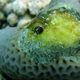 Image for article titled Meet The Scariest Inhabitant Of The Great Pacific Garbage Patch